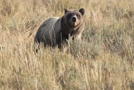 Backpacker Injured by Wild Animal in Wilderness Area Transported to Trauma Center
