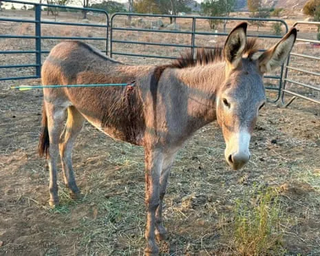 Donkey On the Mend After Newest Bow Assault on Free-Roaming Asses in the Golden State