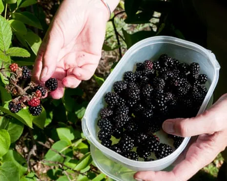 Wanted: Delicious Pastries to Utilize a Glut of House-Made Jam