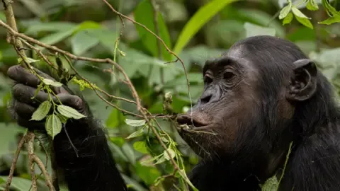 Chimpanzees Drinking the Equivalent of One Lager Each Day from Overripe Fruits, Study Reveals