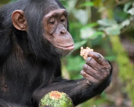 Apes Drink Daily Ethanol Comparable to a Pint from Fermented Fruit