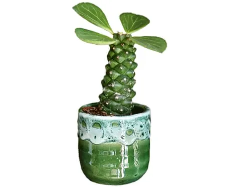 Can This Euphorbia Once Again Grow Leaves Back?