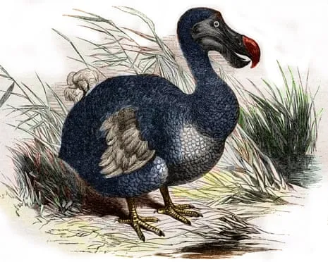 Researchers Assert They’ve Made a ‘Pivotal Step’ in Reviving the Flightless Species for the Very First Occasion in 300 Years